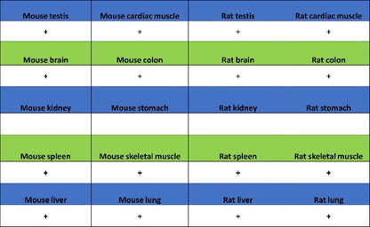 ART1 Recombinant Rabbit mAb (S-2396-1)