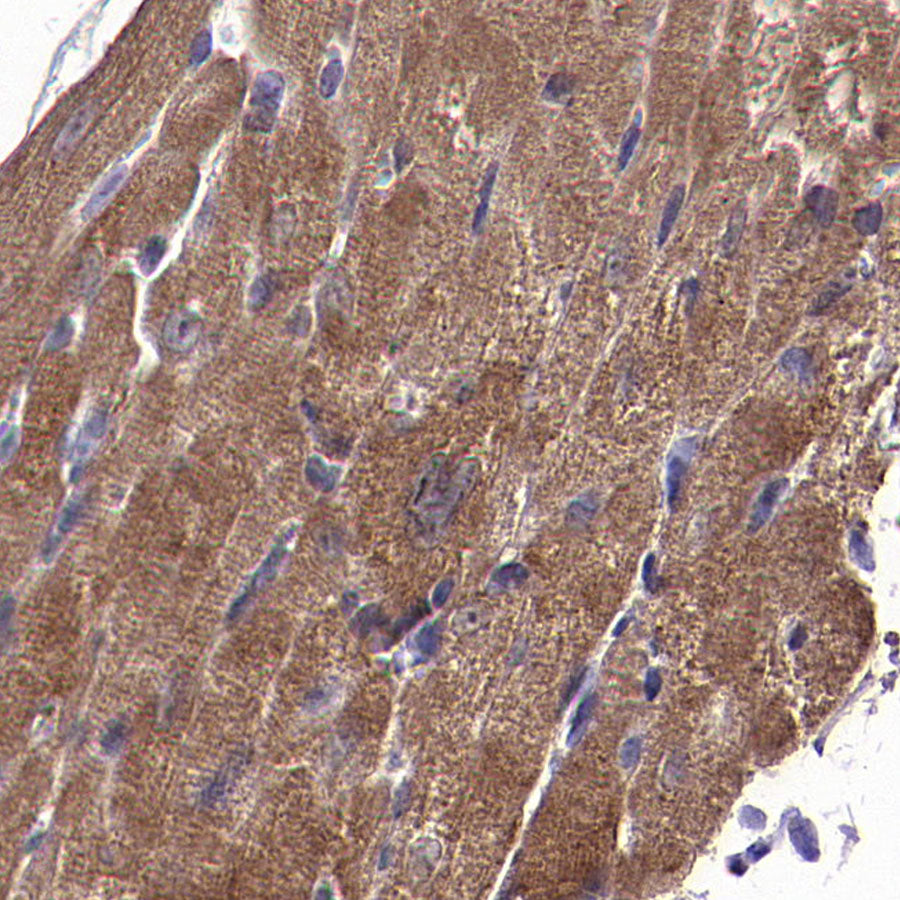 CHCHD2 Recombinant Rabbit mAb (S-4107-30)