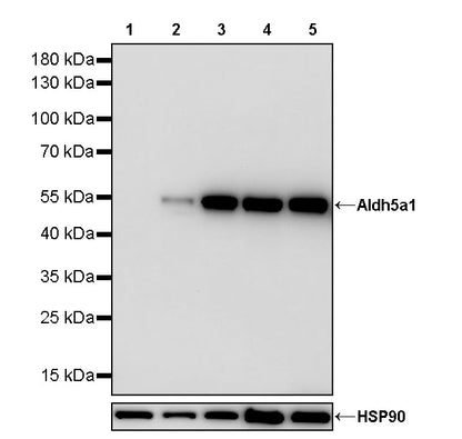 Aldh5a1 Recombinant Rabbit mAb (S-4135-76)
