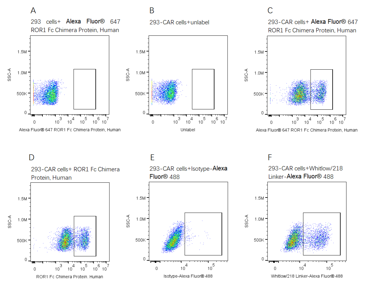 Alexa Fluor 647-Labeled ROR1 Fc Chimera Protein, Human