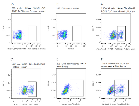 Alexa Fluor 647-Labeled ROR1 Fc Chimera Protein, Human