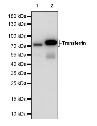 Transferrin Recombinant Rabbit mAb (S-1611-43)