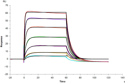 IL-3 Rα/CD123 Fc Chimera Protein, Human