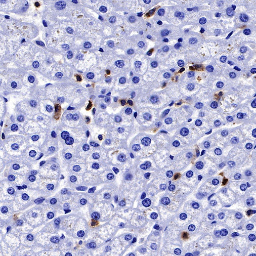 CD50 Recombinant Rabbit mAb (S-666-37)