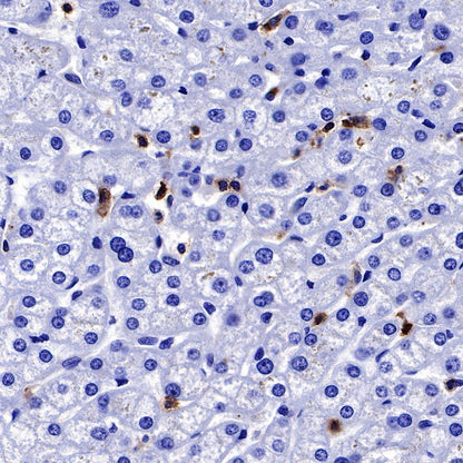 CD50 Recombinant Rabbit mAb (S-666-37)