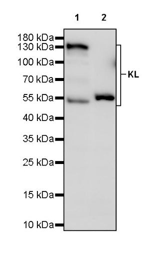 KL Recombinant Rabbit mAb (S-2245-169)
