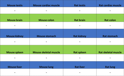 KLK5 Recombinant Rabbit mAb (S-4238-55)