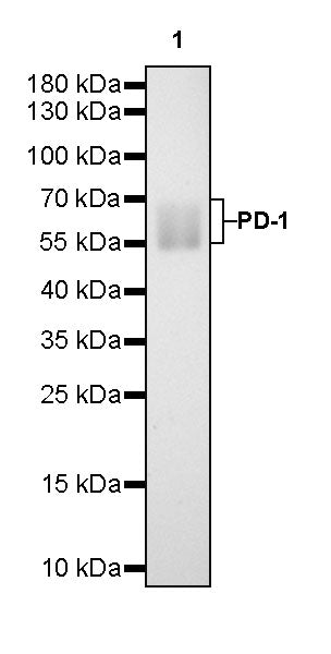Invivo anti-mouse PD-1 Recombinant mAb (RMP1-14)
