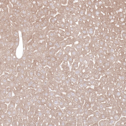 Hsp90 beta Recombinant Rabbit mAb (SDT-R033)