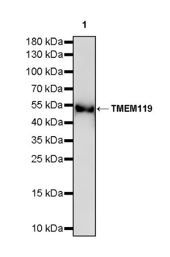 TMEM119 Recombinant Rabbit mAb (S-838-46)