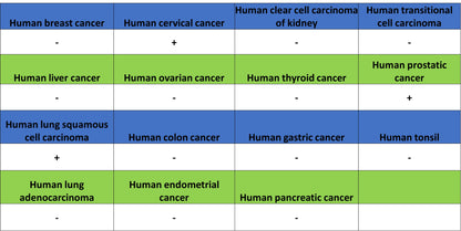 Aass Recombinant Rabbit mAb (S-4170-22)