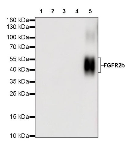 S-RMab® FGFR2b Recombinant Rabbit mAb (SDT-423-33)