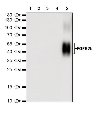 S-RMab® FGFR2b Recombinant Rabbit mAb (SDT-423-33)
