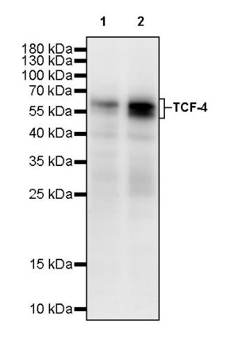 TCF-4 Recombinant Rabbit mAb,PBS Only (SDT-2549-4)