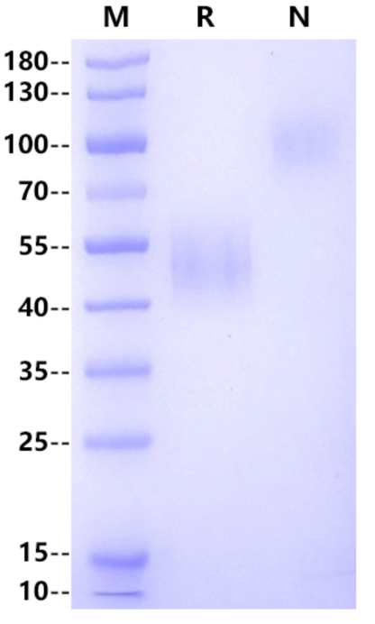 CD3 epsilon&CD3 delta Heterodimer, Llama Fc & Llama Fc Tag Protein, Cynomolgus