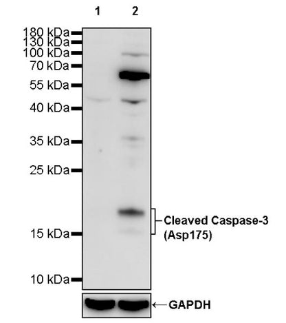 Cleaved Caspase-3 (Asp175) Recombinant Rabbit mAb (S-1406-409)