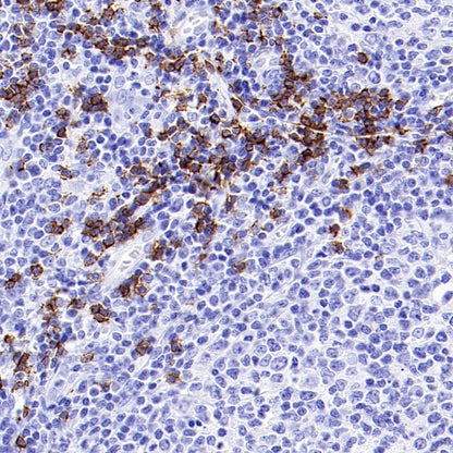S-RMab® CD8α Mouse mAb (SDT-1036-34)