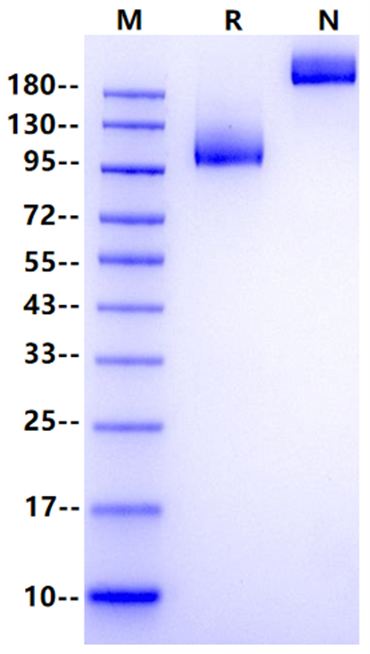 NRP1/CD304 Fc Chimera Protein, Human
