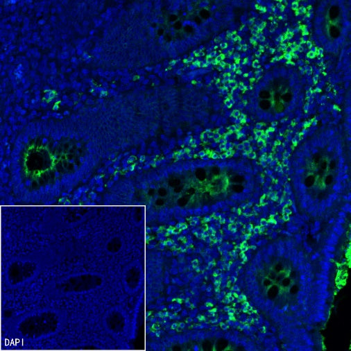 Human IgA1 Recombinant Rabbit mAb (S-2513-50)