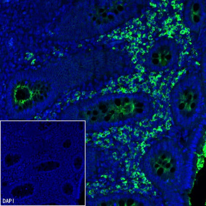 Human IgA1 Recombinant Rabbit mAb (S-2513-50)