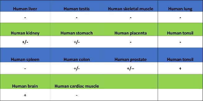 Histone H3 (acetyl K4) Recombinant Rabbit mAb (S-848-137)
