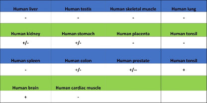 Histone H3 (acetyl K4) Recombinant Rabbit mAb (S-848-137)