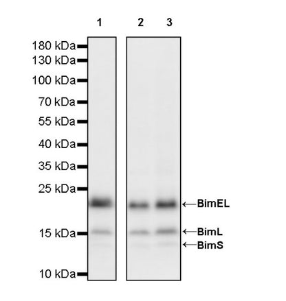 Bim Recombinant Rabbit mAb (S-994-29)