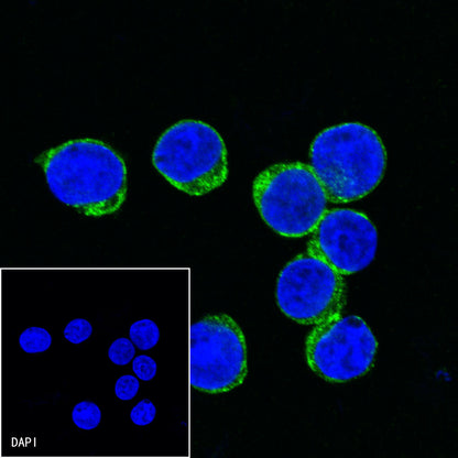 CD2 Mouse mAb (S-633-25)