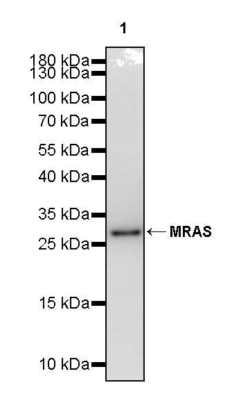 MRAS Recombinant Rabbit mAb (S-4293-71)
