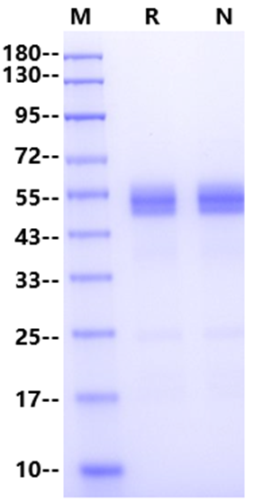 OPN/SPP1 His Tag Protein, Human