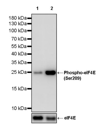 Phospho-eIF4E (Ser209) Recombinant Rabbit mAb (S-2652-195)