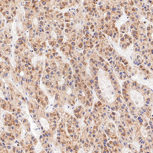 Sec61B Recombinant Rabbit mAb (S-4499-3)