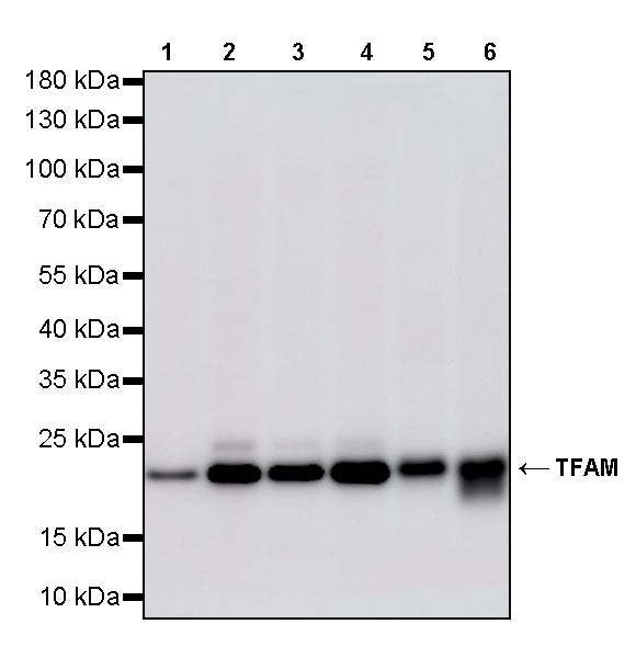 TFAM Recombinant Rabbit mAb