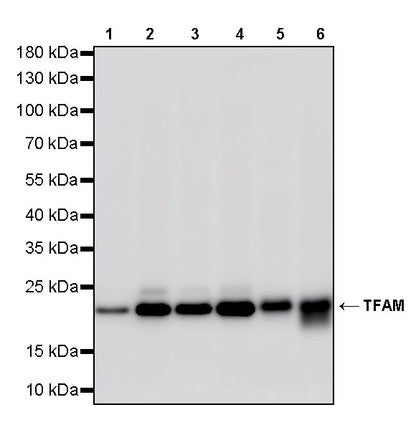 TFAM Recombinant Rabbit mAb
