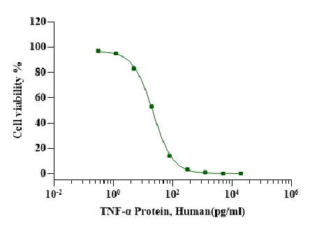 TNF-α Protein, Human
