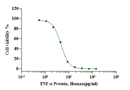 TNF-α Protein, Human