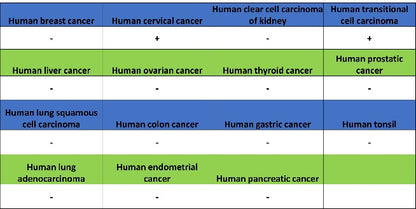 TRPV4 Recombinant Rabbit mAb (S-1746-65)