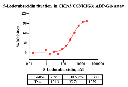 CK1γ3(CSNK1G3) Protein