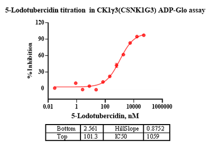 CK1γ3(CSNK1G3) Protein