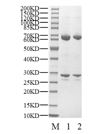 CDK13/Cyclin T1 Protein