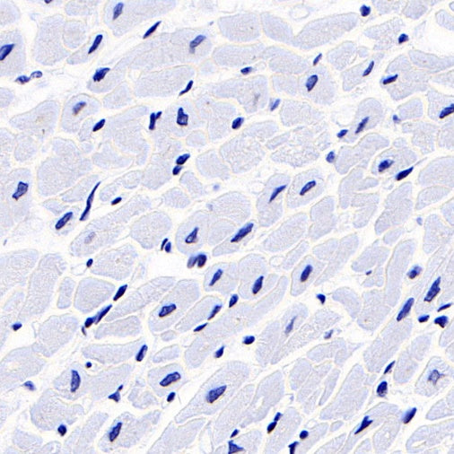 S-RMab® FSHB Recombinant Rabbit mAb (SDT-544-22)