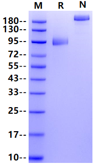 B7-H3 (4 Ig)/B7-H3b Fc Chimera Protein, Human
