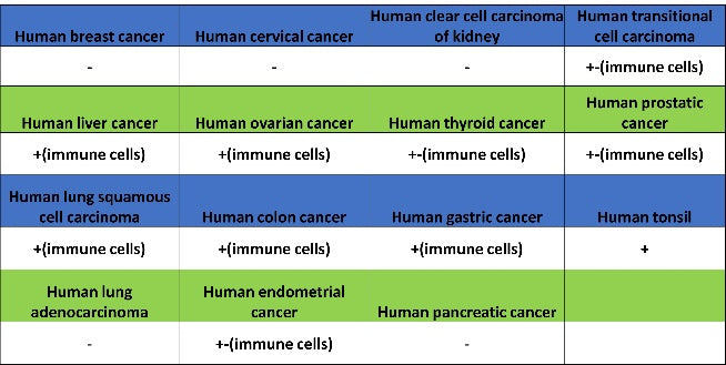 PIK3CD Recombinant Rabbit mAb (SDT-1978-148)