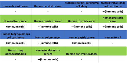 PIK3CD Recombinant Rabbit mAb (SDT-1978-148)