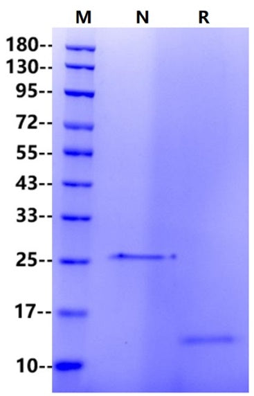 TGF-β1 Protein, Human