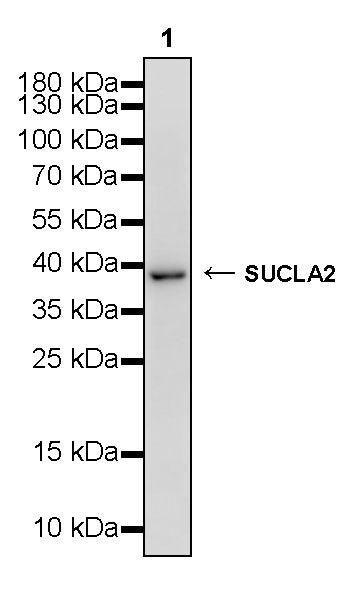 SUCLA2 Rabbit Polyclonal Antibody