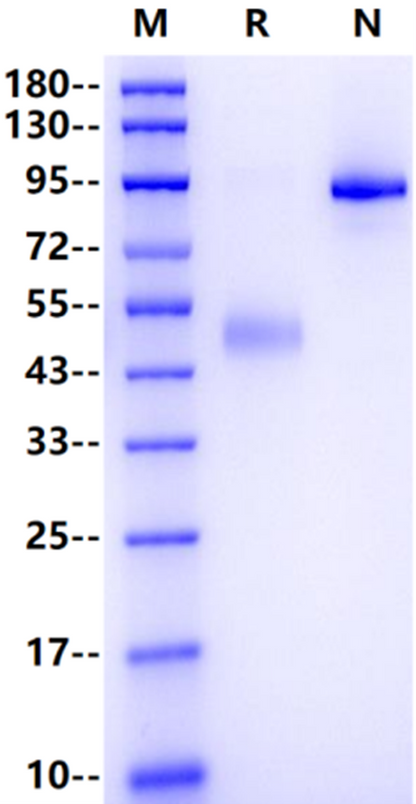 CD27 Ligand/TNFSF7 Fc Chimera Protein, Human