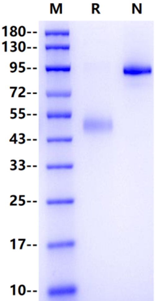 CD27 Ligand/CD70 Fc Chimera Protein, Human