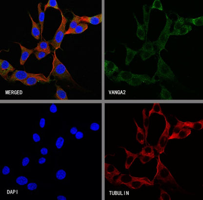 VANGA2 Recombinant Rabbit mAb (S-2938-231)