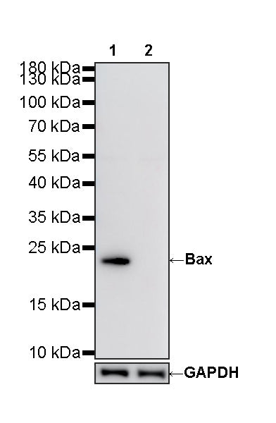 Bax-Knockout HeLa Cell Lysate